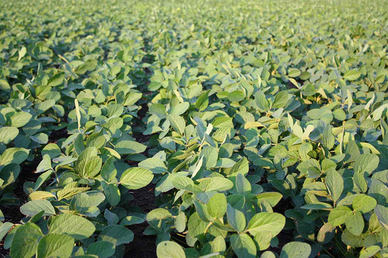 Поля сои Медисон в Украине, опт