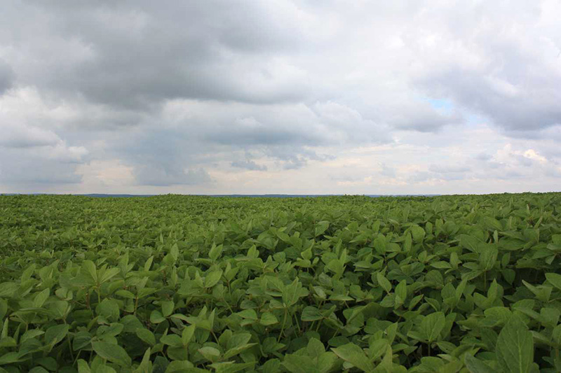 Поля сои Аполло в Украине, фото