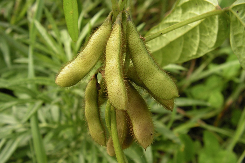 Соя Медисон в Украине, фото