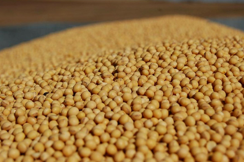 Семена сои Медисон