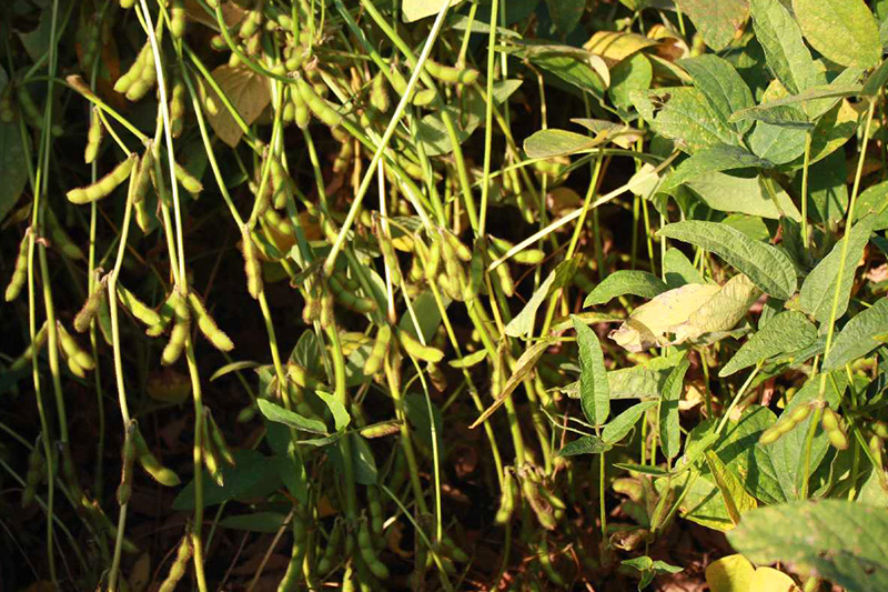 Поля сои Аполло в Украине